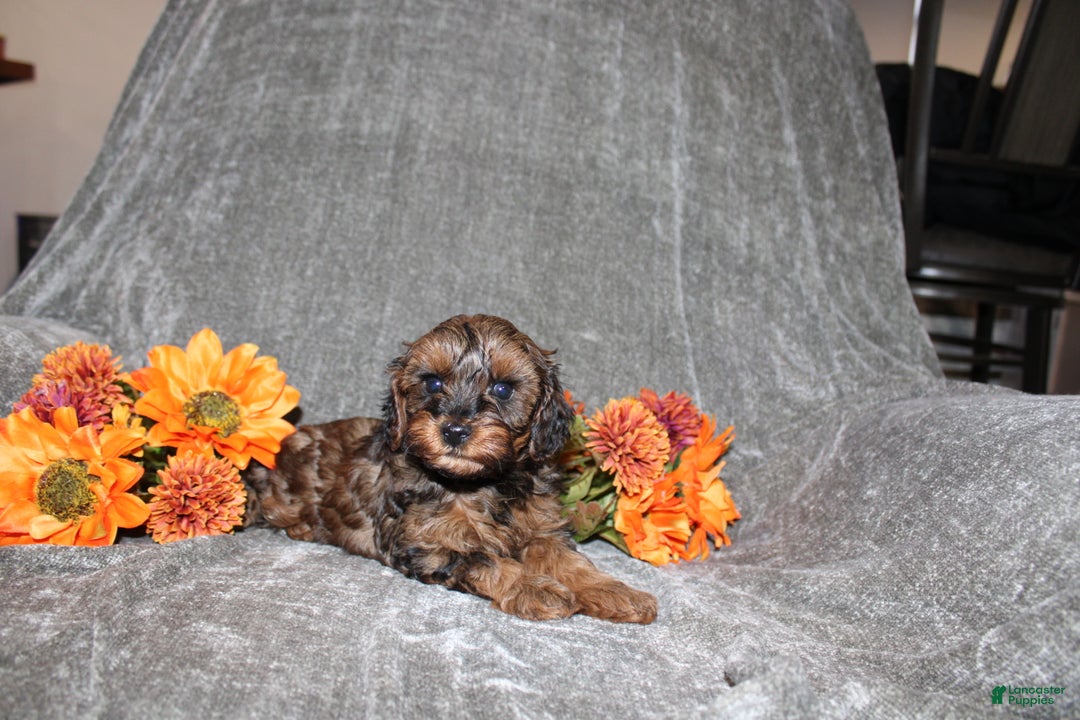 Yorkiepoo dogs for sale: Kelly - Ad 4