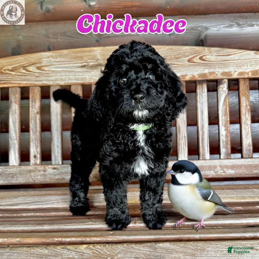 Bernedoodle dogs Chickadee - Ad 1