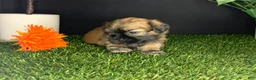 Shih Tzu dogs for sale: James - Ad 3