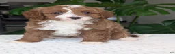 Cavapoo dogs for sale: Joey - Ad 18