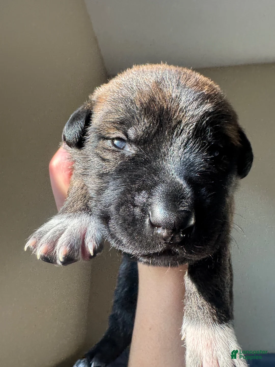 Dutch Shepherd dogs for sale: Maverick - Ad 2
