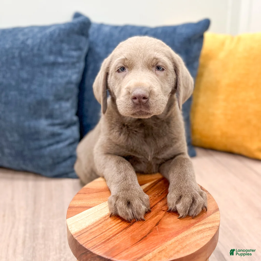 Labrador Retriever dogs for sale: Sage - Ad 2