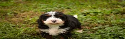 Bernedoodle dogs for sale: Ridge Miniature Bernedoodle  - Ad 3