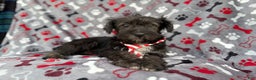 Miniature Schnauzer dogs for sale: Simon - Ad 8