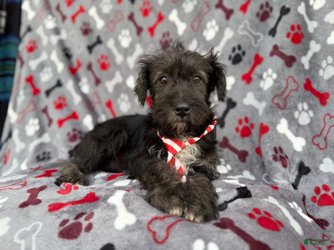 Miniature Schnauzer dogs for sale: Simon - Ad 8