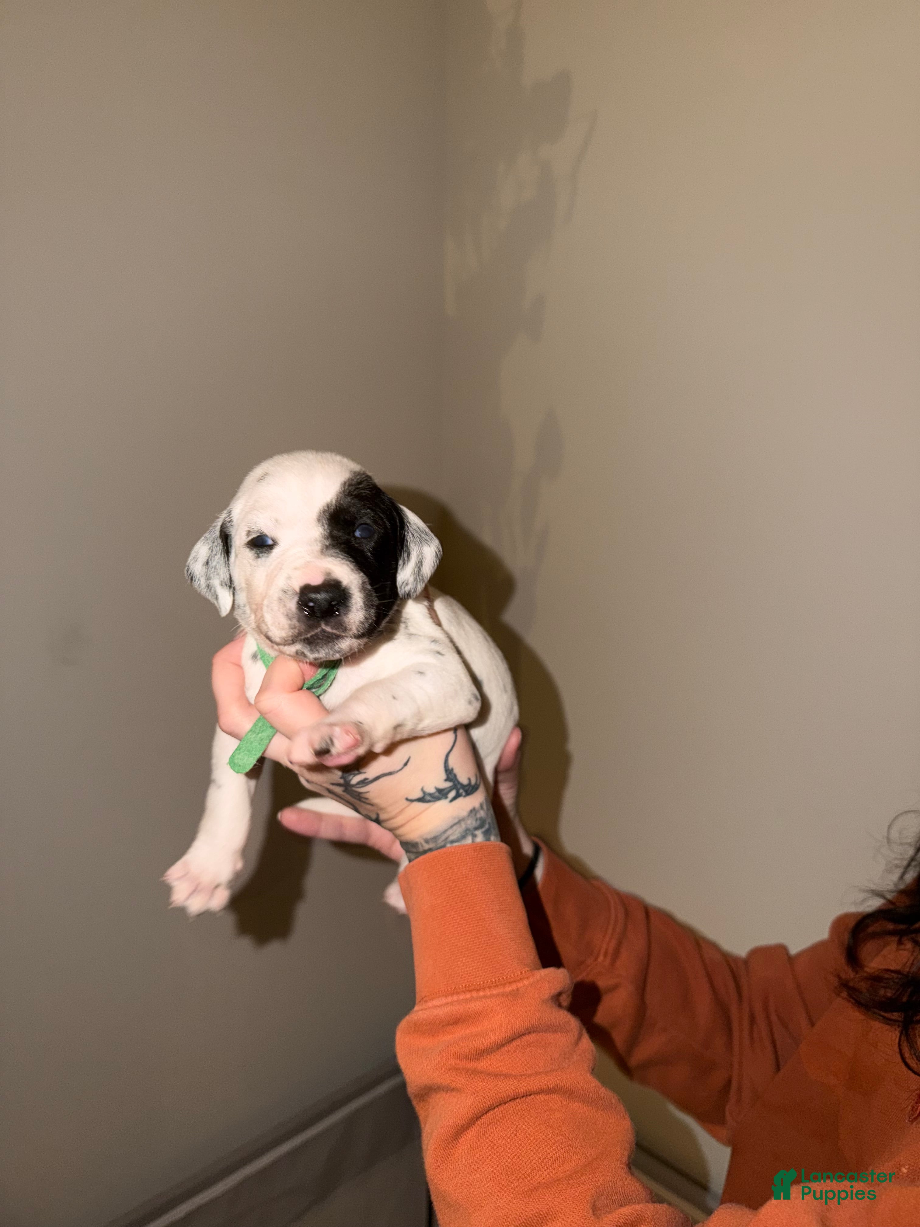 Dalmatian dogs Pac - Ad 17