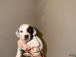 Dalmatian dogs Pac - Ad 21