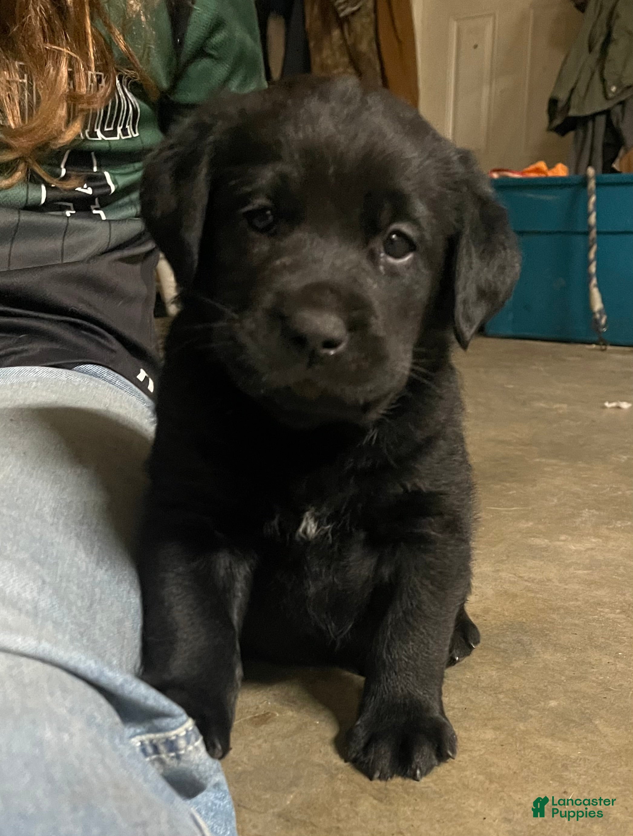 Labrador Retriever dogs Labrador Retriever Puppy 4 - Ad 23