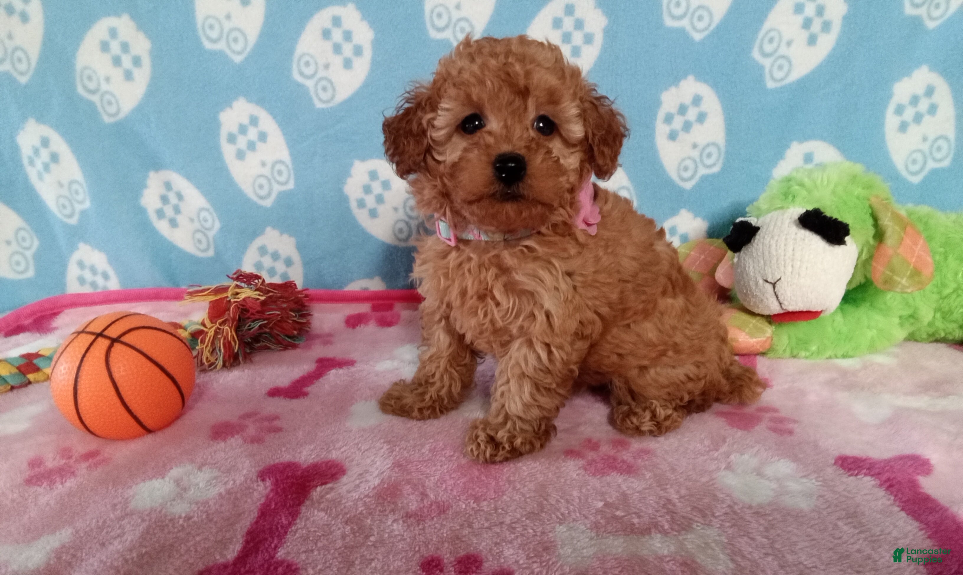 Toy Poodle dogs Holly  - Ad 1