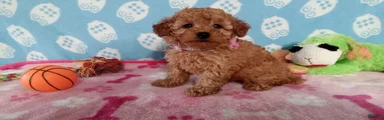 Holly 