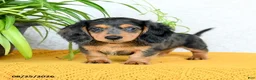 Miniature Dachshund dogs for sale: Callan - Ad 1