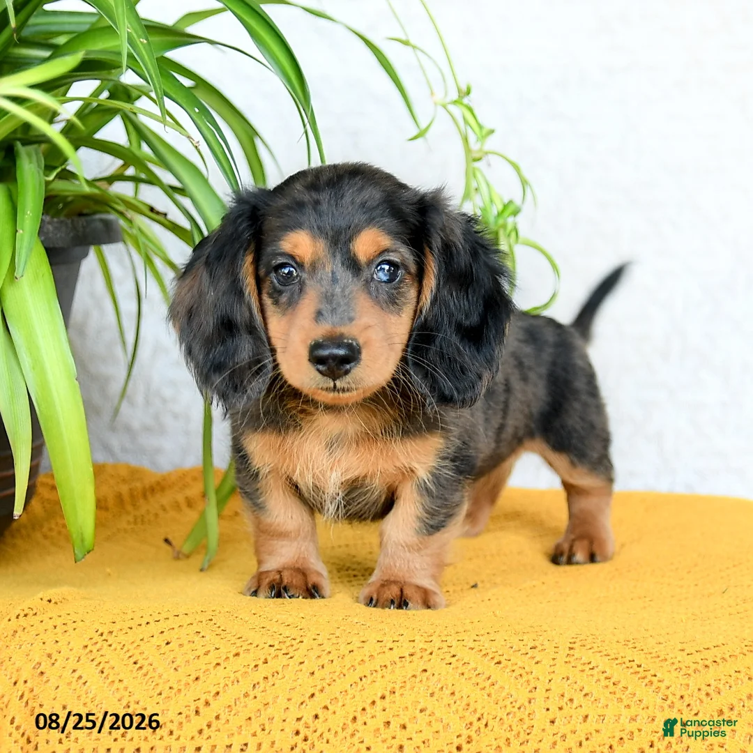 Miniature Dachshund dogs for sale: Callan - Ad 1