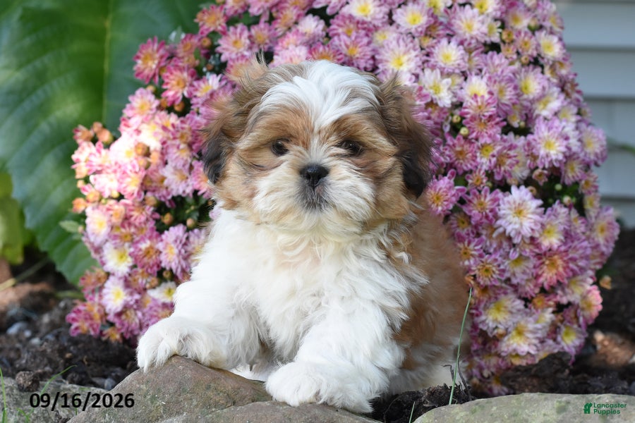 Shih Tzu dogs Jude - Ad 2