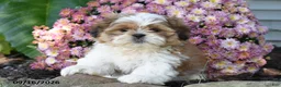 Shih Tzu dogs for sale: Jude - Ad 2
