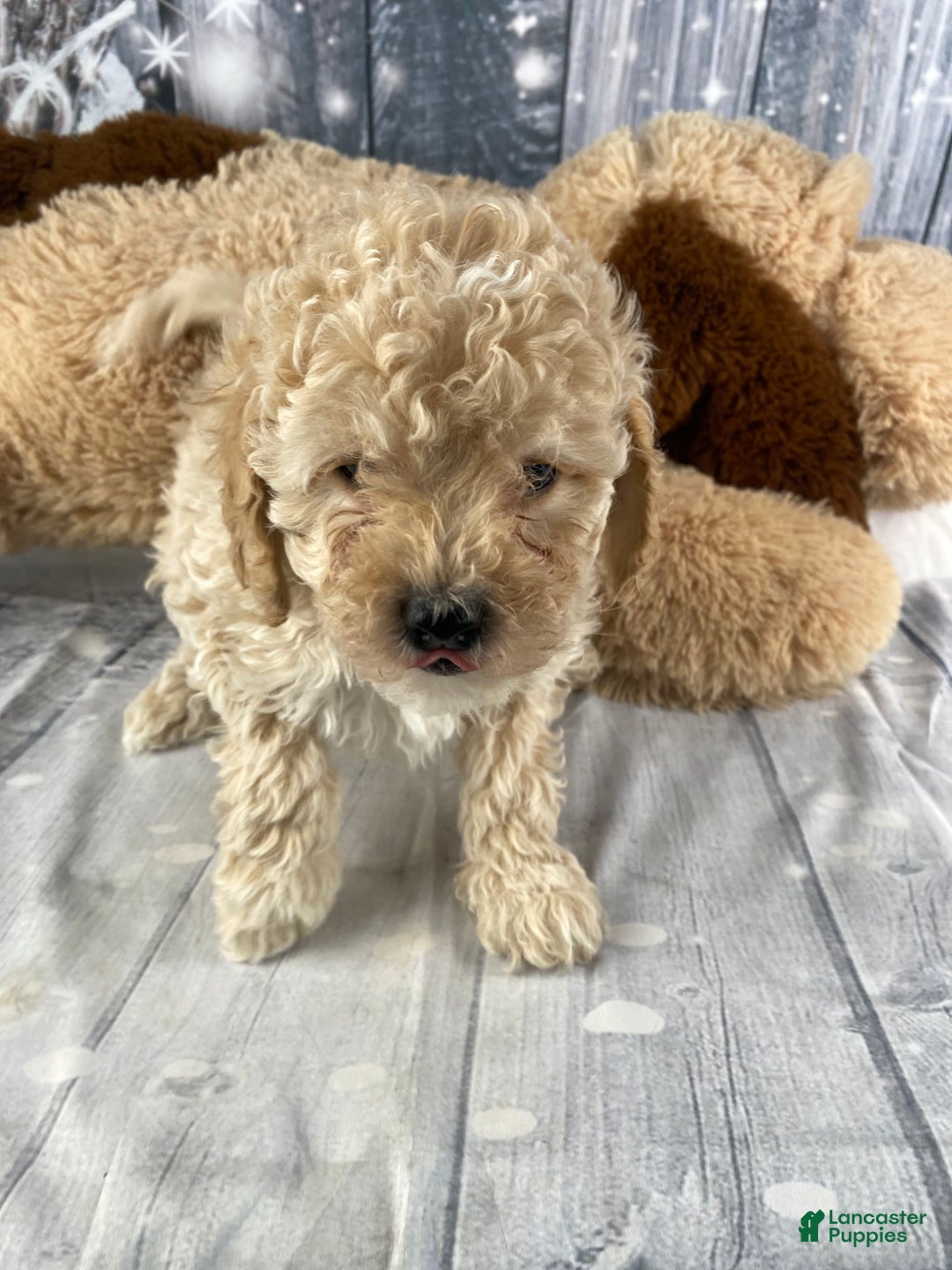 Cavapoo dogs for sale: Kobe - Ad 4