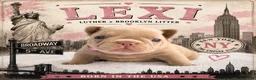 French Bulldog dogs for sale: Lexi  - Ad 1