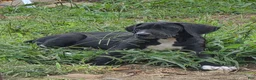 Great Dane dogs for sale: Steele - Ad 3
