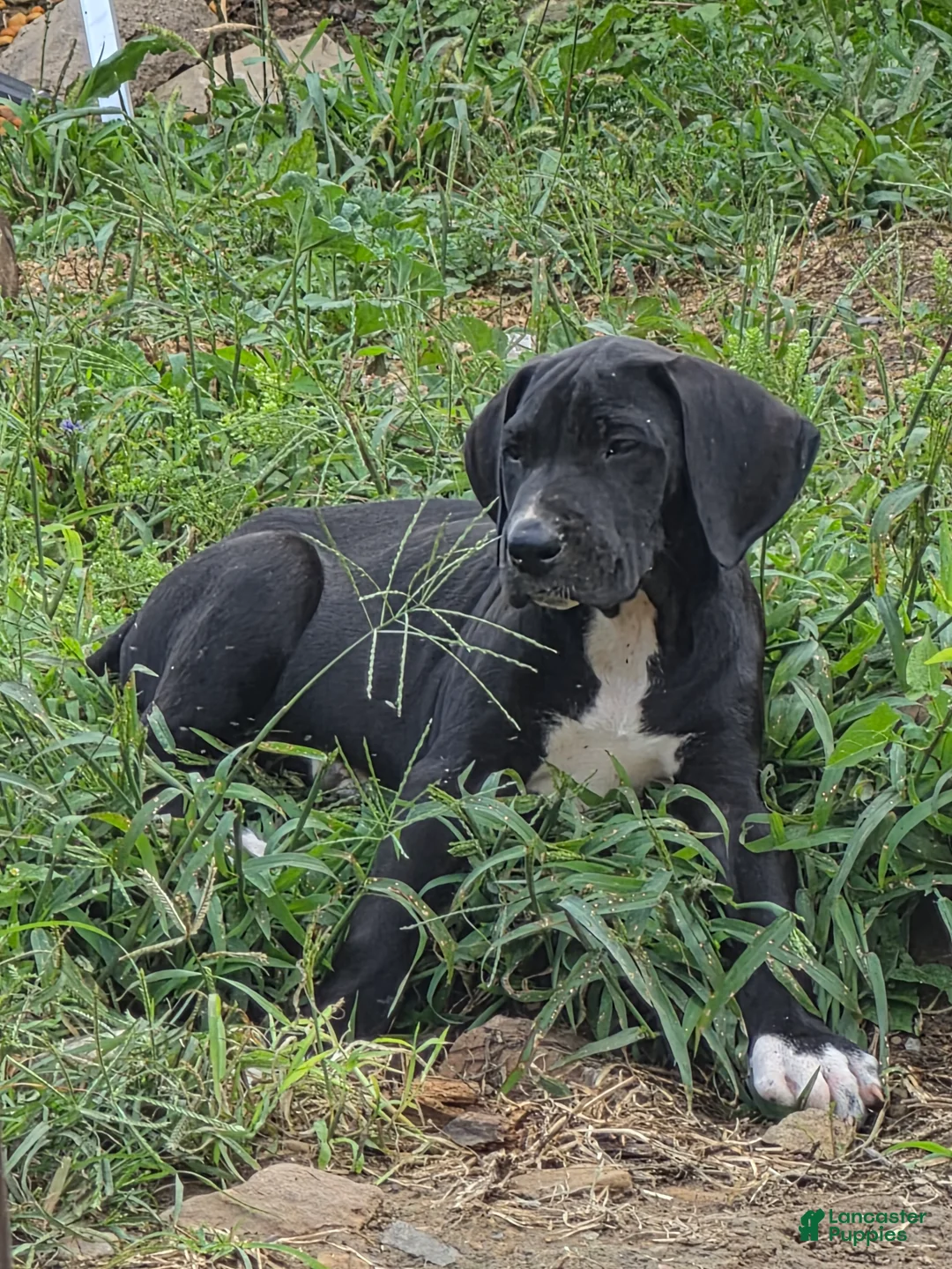 Great Dane dogs for sale: Steele - Ad 3