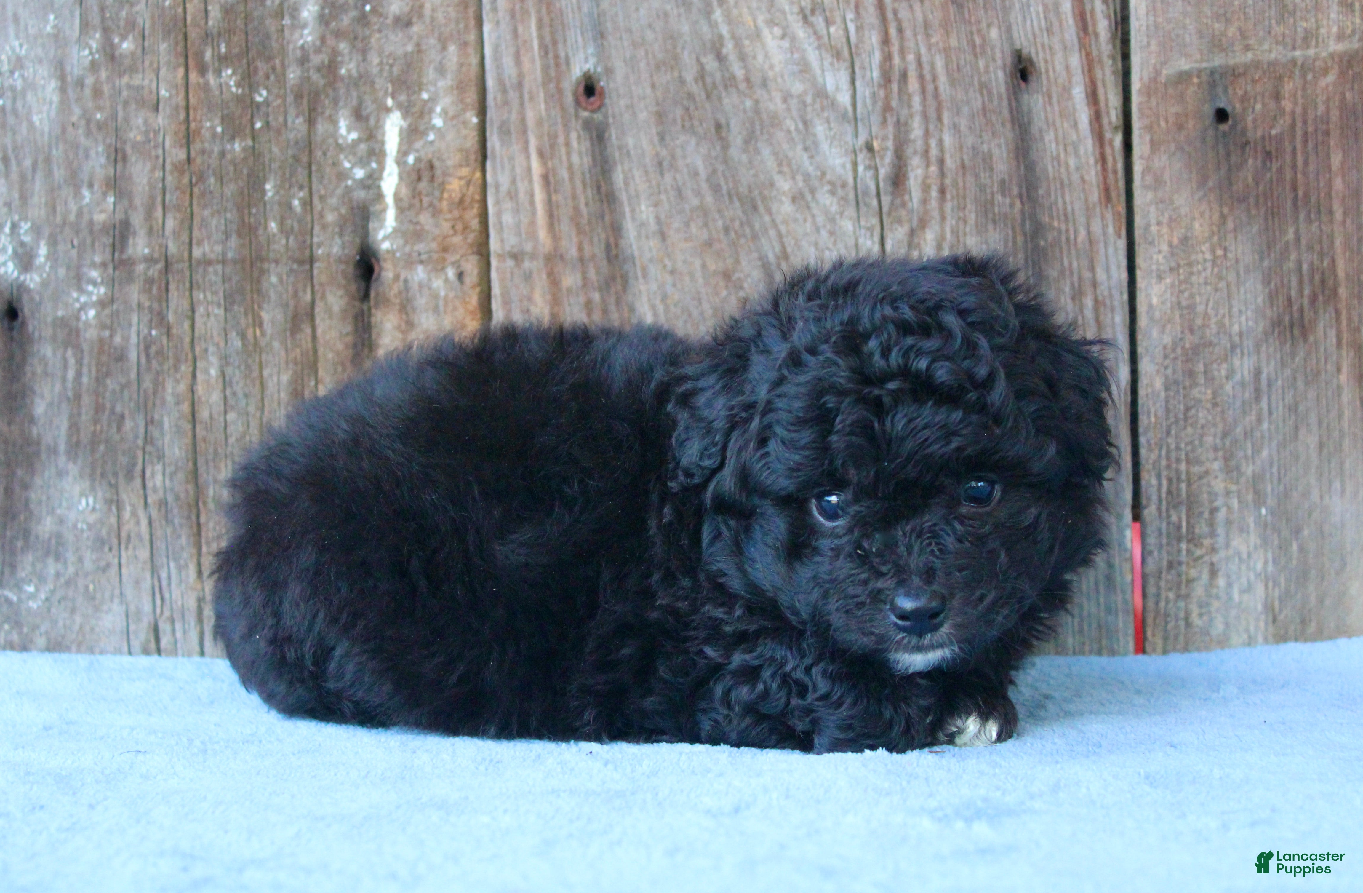 Mixed Breed dogs Elton (toy) - Ad 2