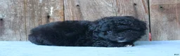 Mixed Breed dogs for sale: Elton (toy) - Ad 2