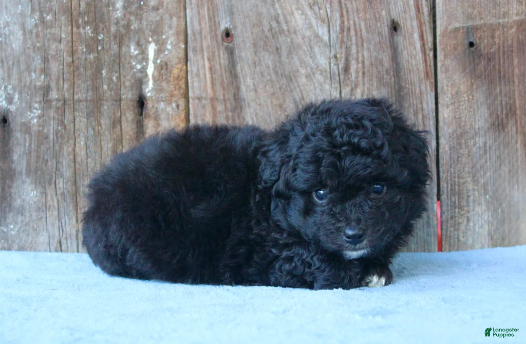 Mixed Breed dogs for sale: Elton (toy) - Ad 2