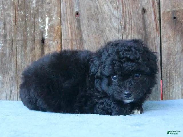 Mixed Breed dogs Elton (toy) - Ad 2