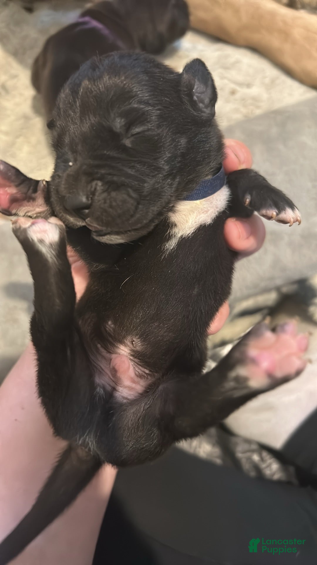 Great Dane dogs Great Dane Puppy 1 - Ad 26