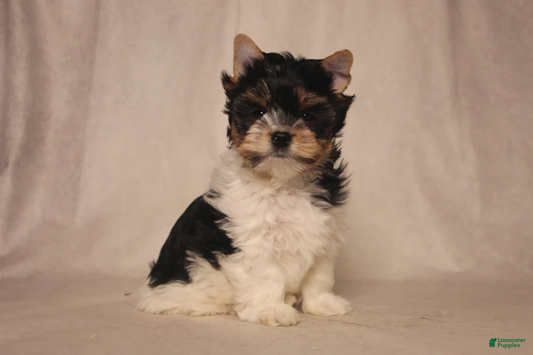 Biewer Terrier dogs for sale: Skye - Ad 1