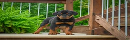 Rottweiler dogs for sale: Baron🐾💙 - Ad 6