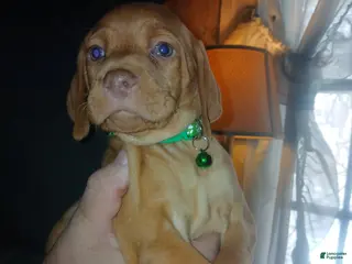 Vizsla dogs Vizsla Puppy 2 - Ad 1