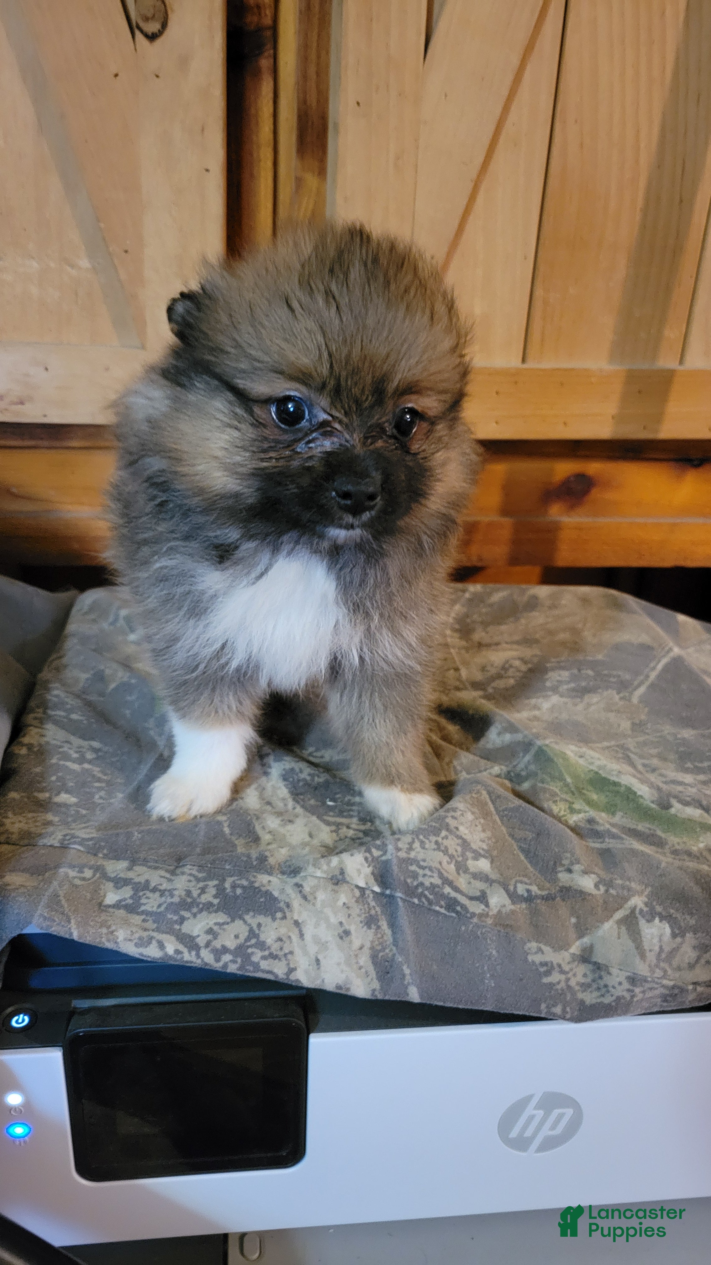 Pomeranian dogs Precious  - Ad 2