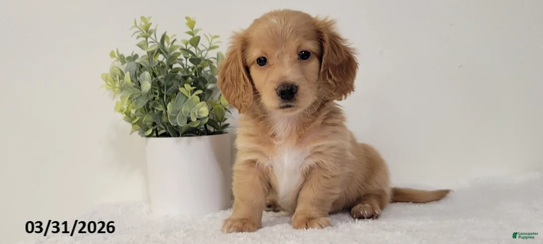 Miniature Dachshund dogs for sale: Beth - Ad 3