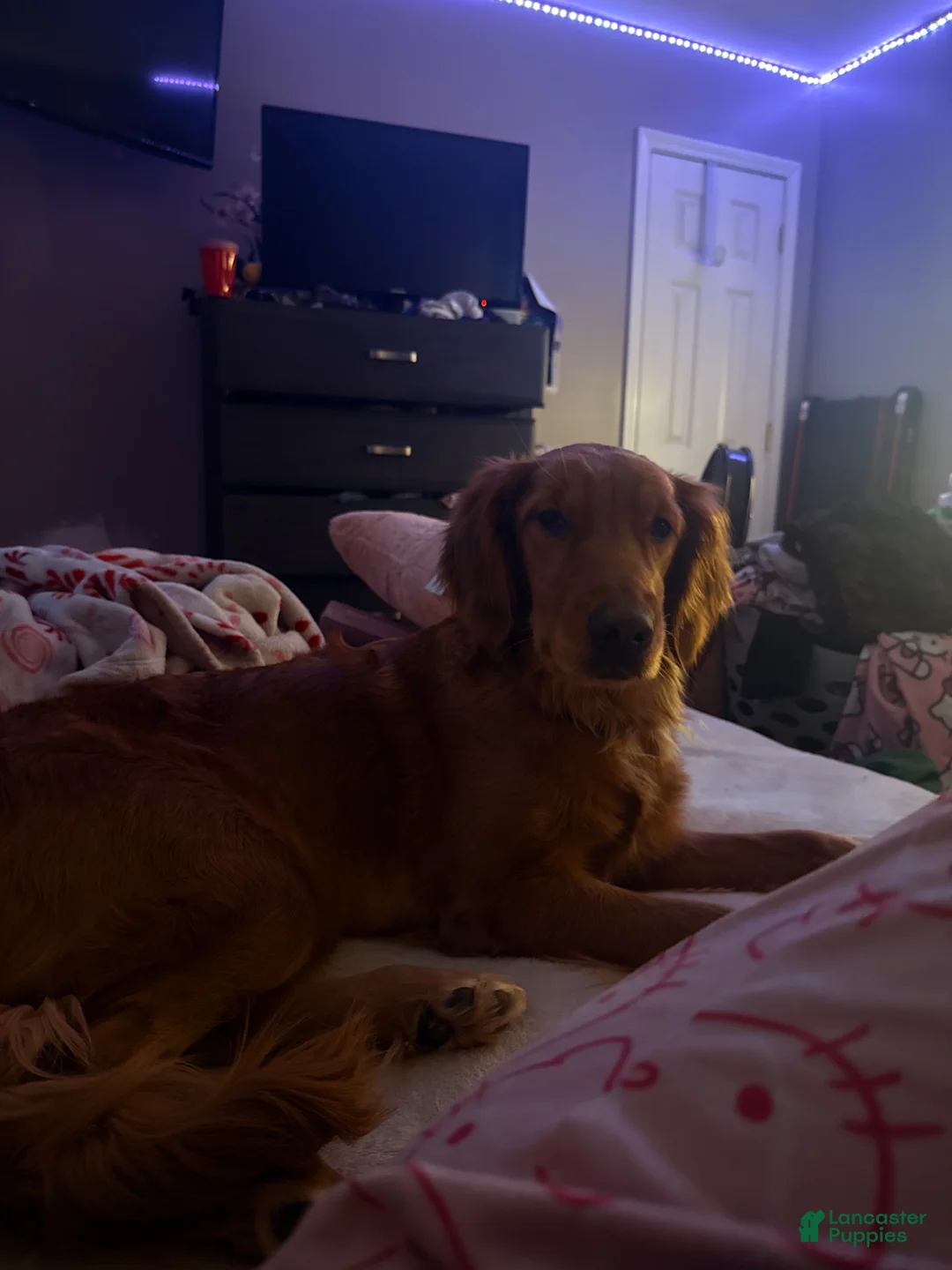 Golden Retriever dogs for sale: Cookie - Ad 2