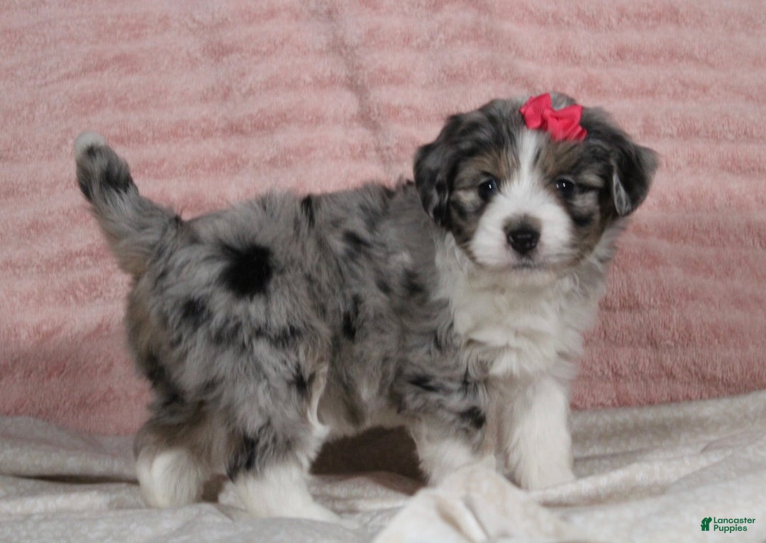 Mini Aussiedoodle dogs for sale: Darla - Ad 4