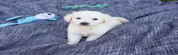 Golden Retriever dogs for sale: Sycamore  - Ad 4