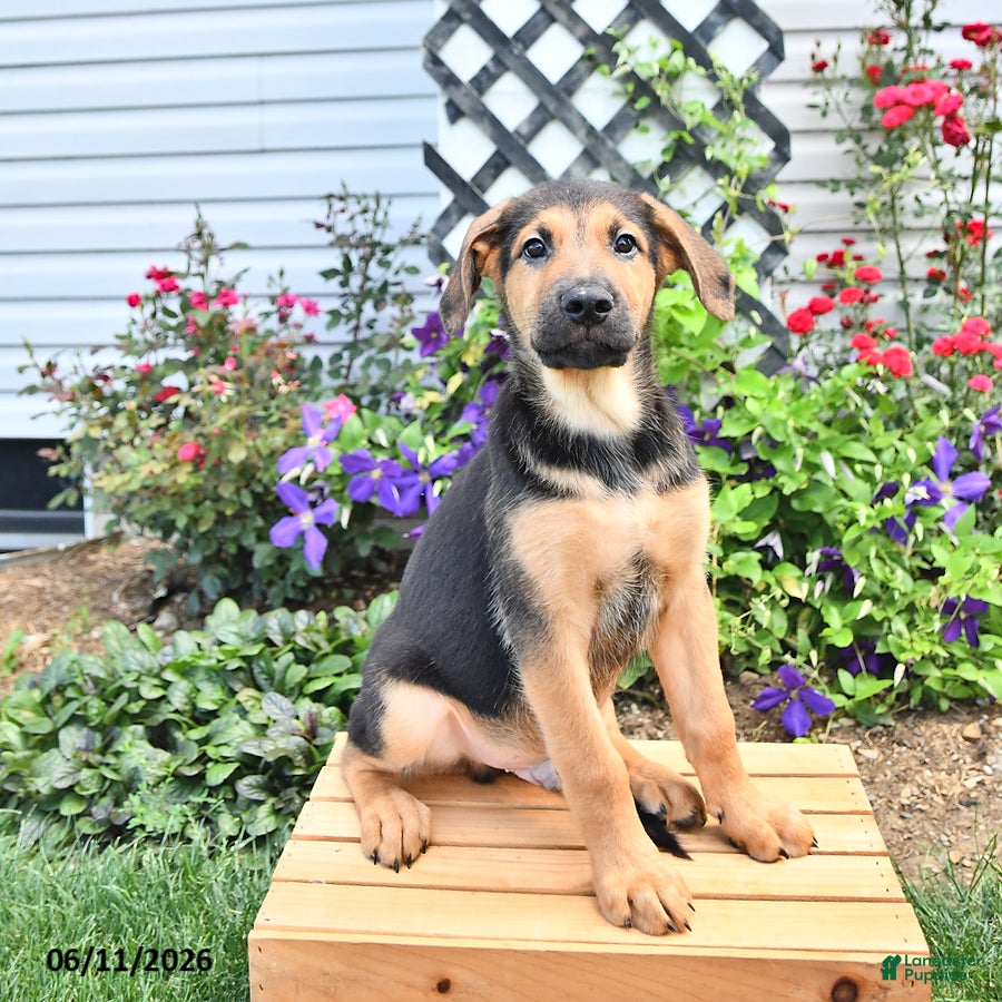 Golden Shepherd dogs Rascal - Ad 2