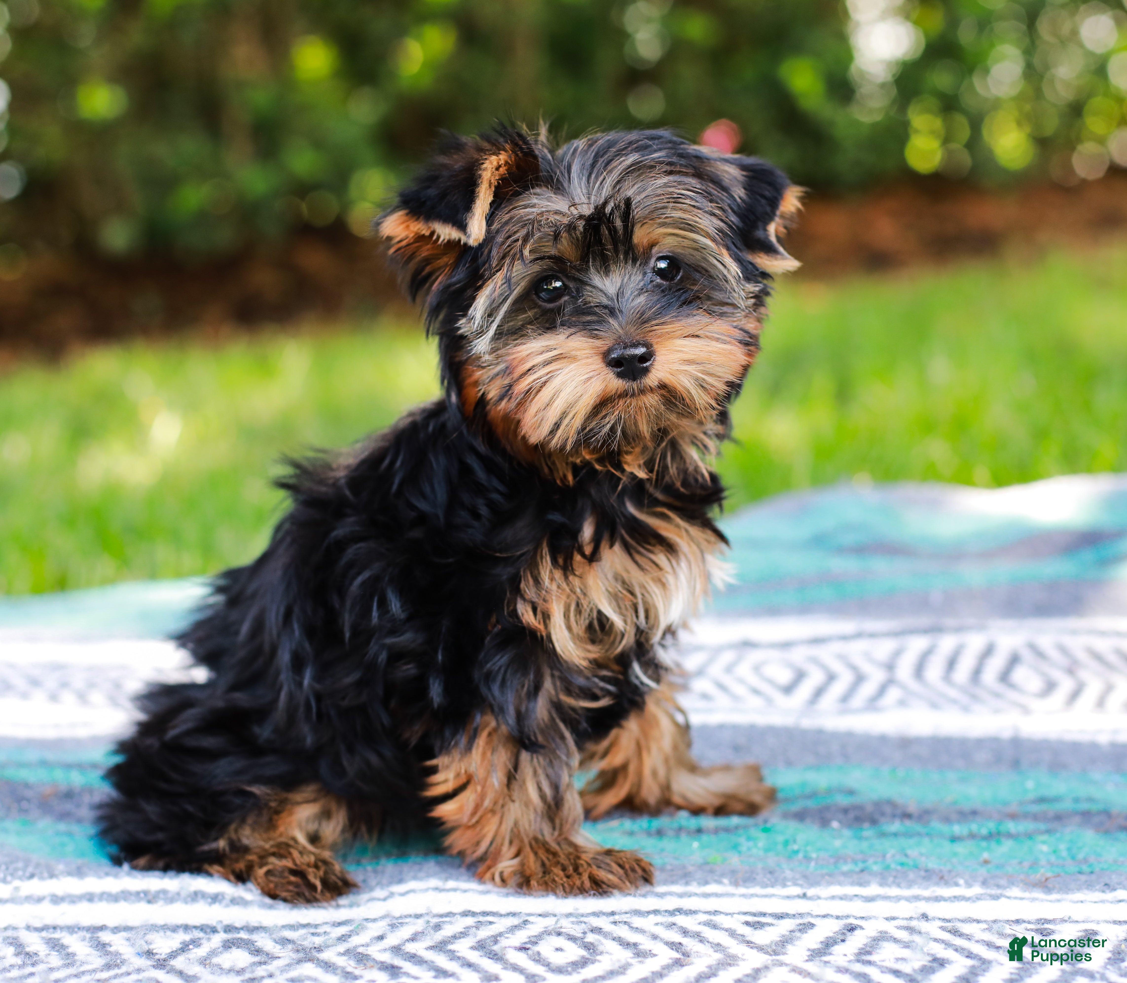 Yorkshire Terrier dogs Gumdrop AKC Champion Bloodline - Ad 2