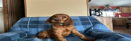 Irish Setter dogs for sale: Irish Setter male blue collar - Ad 2