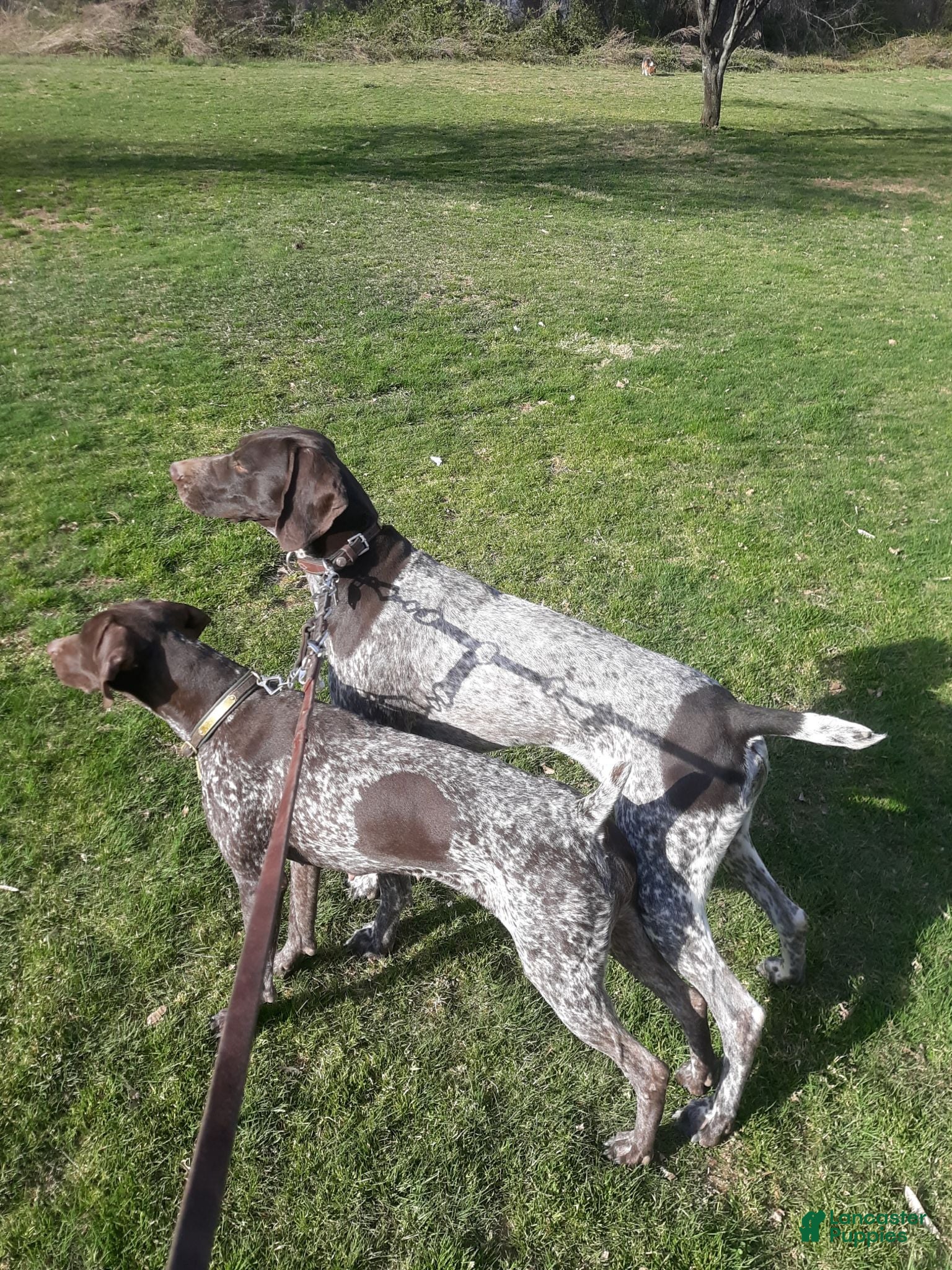 German Shorthaired Pointer dogs German Shorthaired Pointer 3 - Ad 2