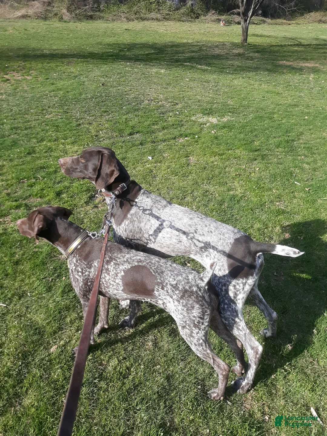 German Shorthaired Pointer dogs for sale: German Shorthaired Pointer 4 - Ad 2