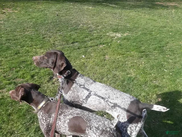 German Shorthaired Pointer dogs for sale: German Shorthaired Pointer 2 - Ad 2