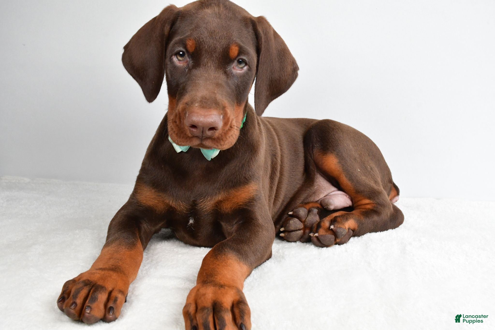 Doberman Pinscher dogs Harlan - Ad 1