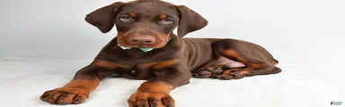 Harlan