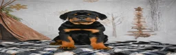 Rottweiler dogs for sale: Tara/ Mocha – Santos Ad-Dirah - Ad 1