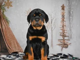 Rottweiler dogs Tara/ Mocha – Santos Ad-Dirah - Ad 4