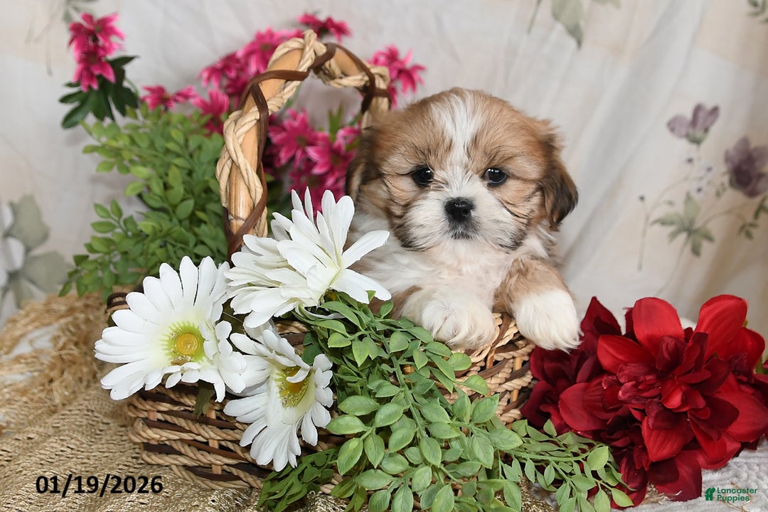 Shih Tzu dogs for sale: Tanner - Ad 1