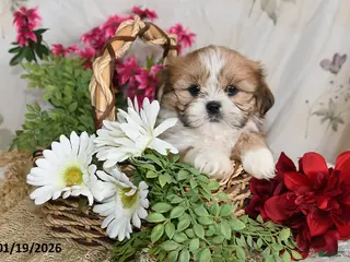 Shih Tzu dogs Tanner - Ad 19