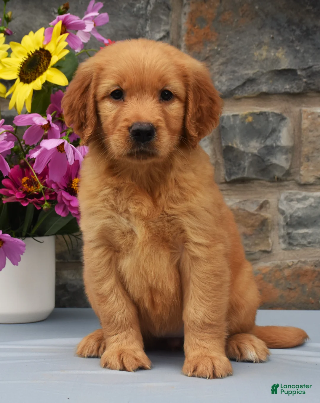 Golden Retriever dogs for sale: Shania - Ad 2