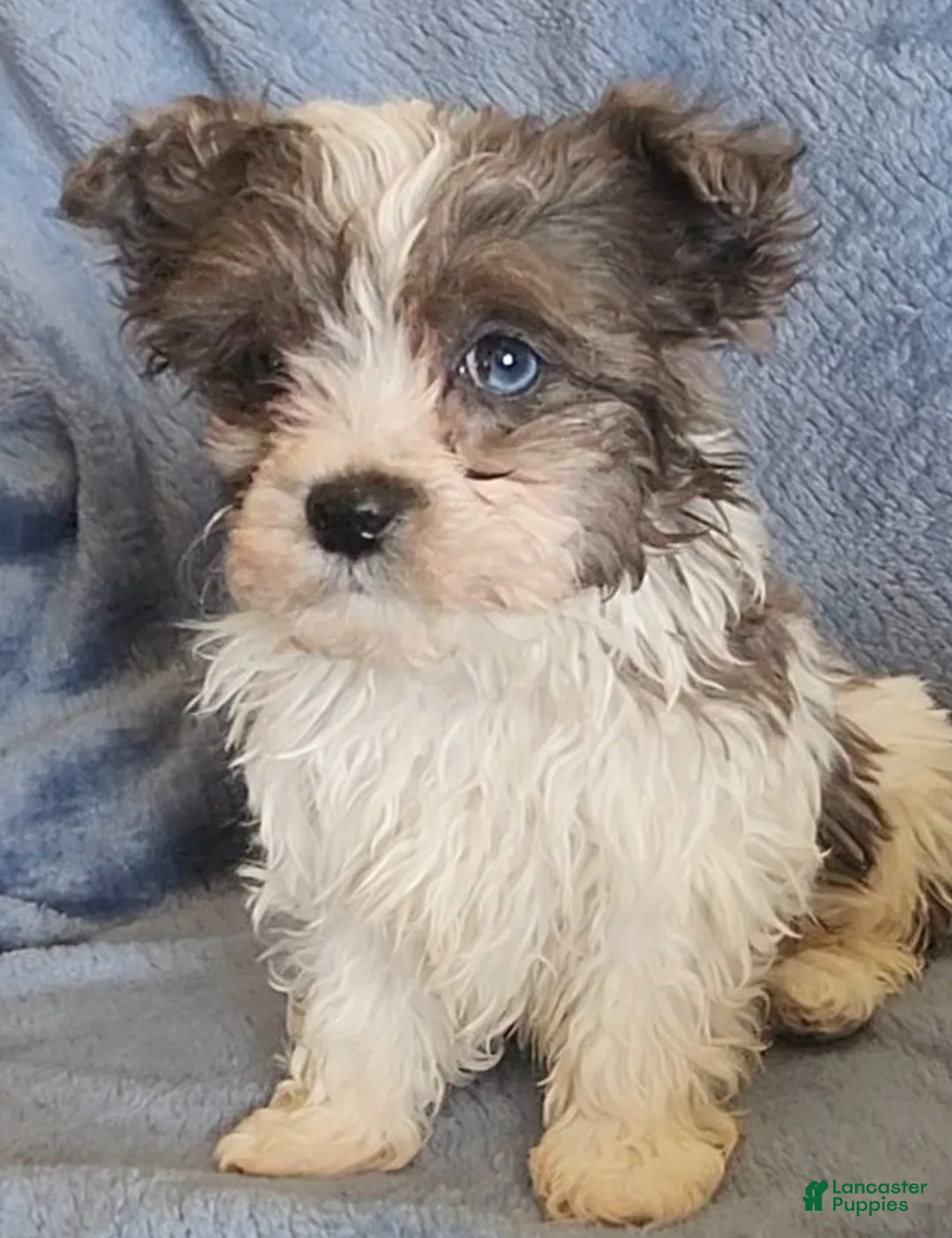 Shihpoo dogs for sale: Alex - Ad 2