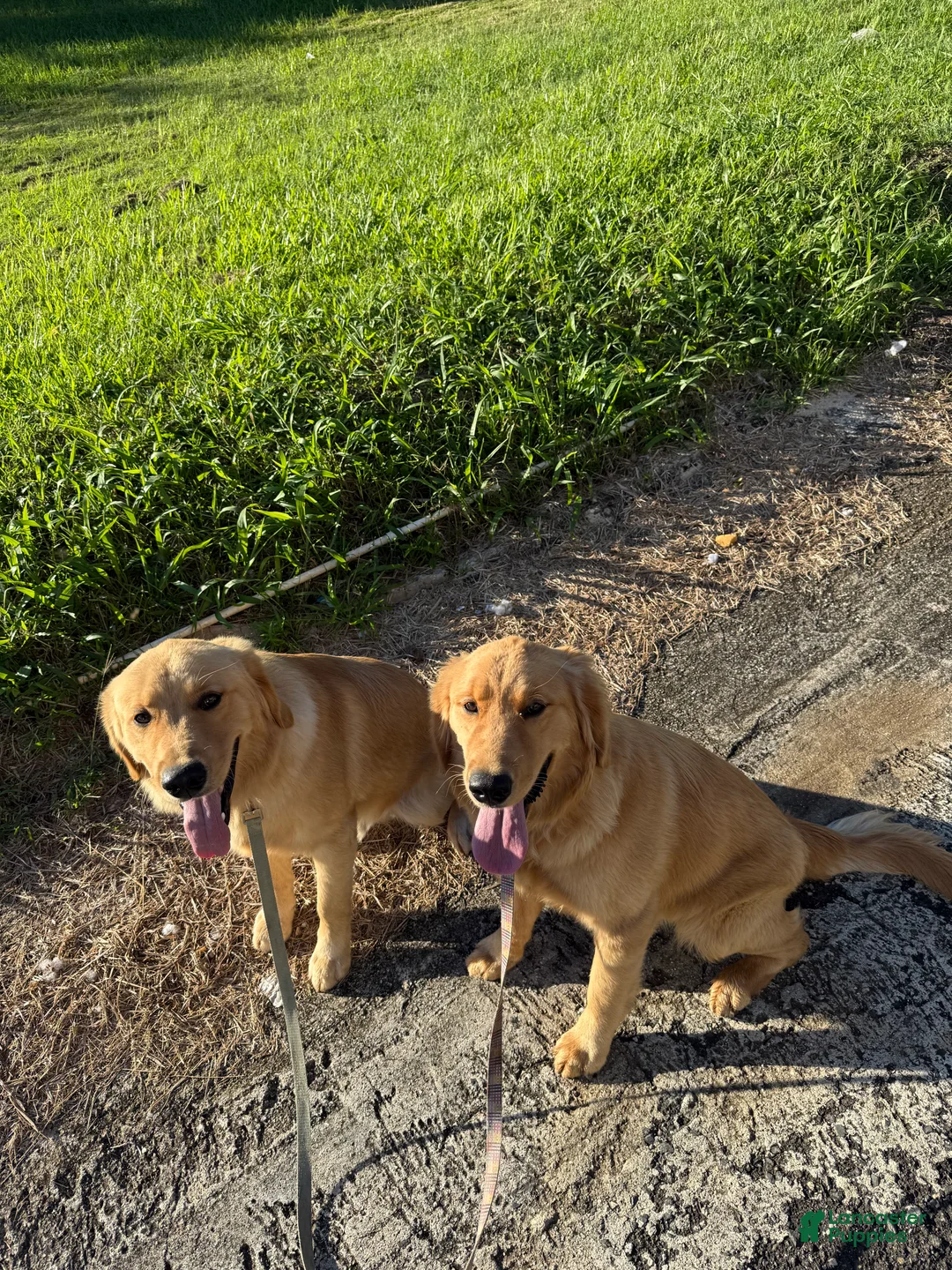 Golden Retriever dogs for sale: Milo 🩵 - Ad 2
